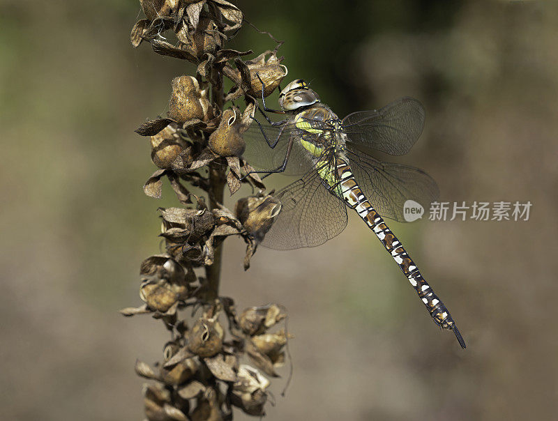 流动小贩蜻蜓。Aeshna mixta